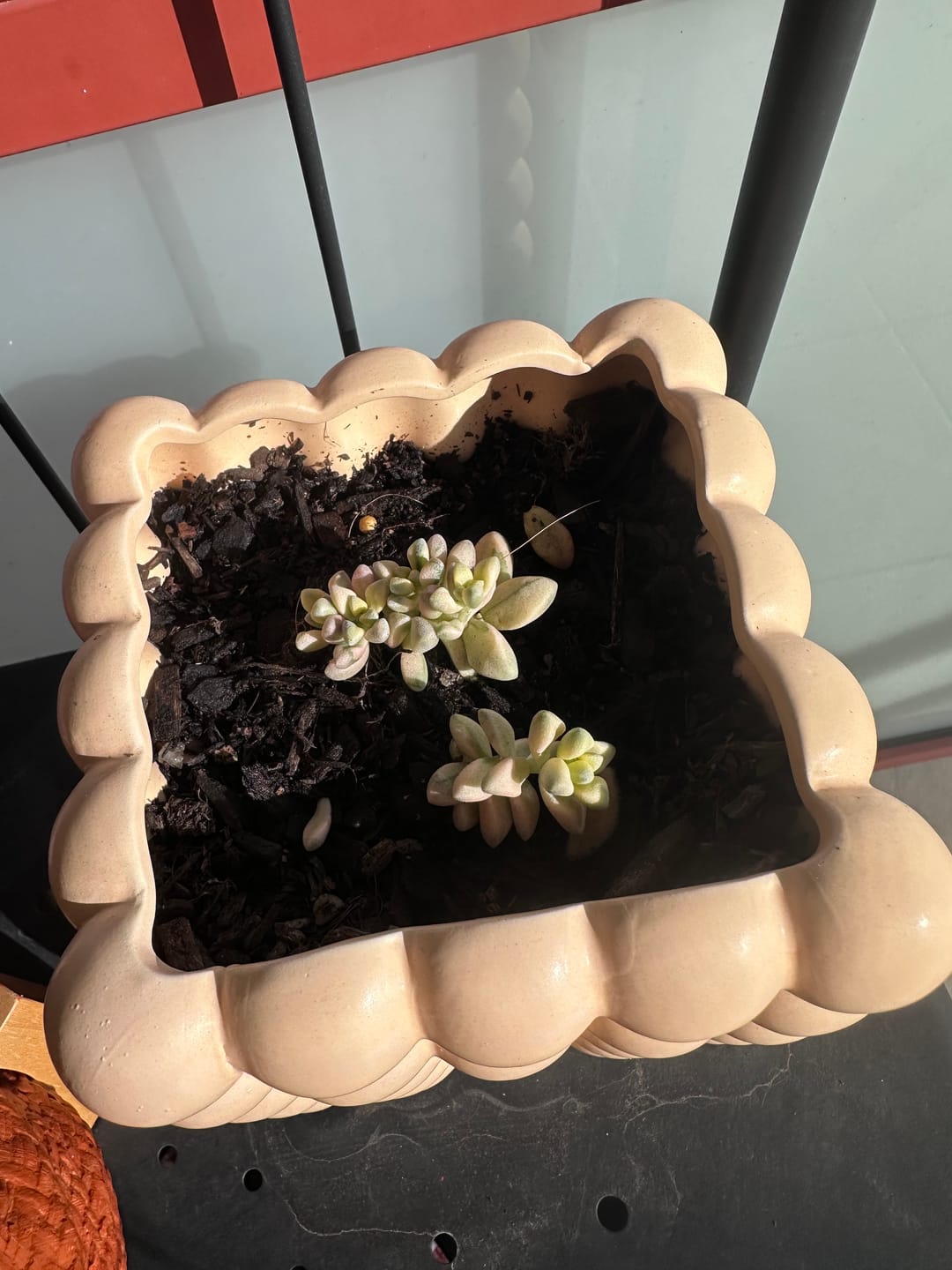 Customer photo review of Crassula deltoidea variegata