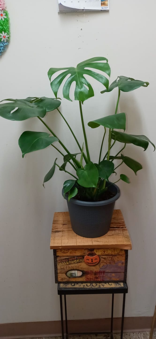 Customer photo review of Monstera Deliciosa, Swiss Cheese