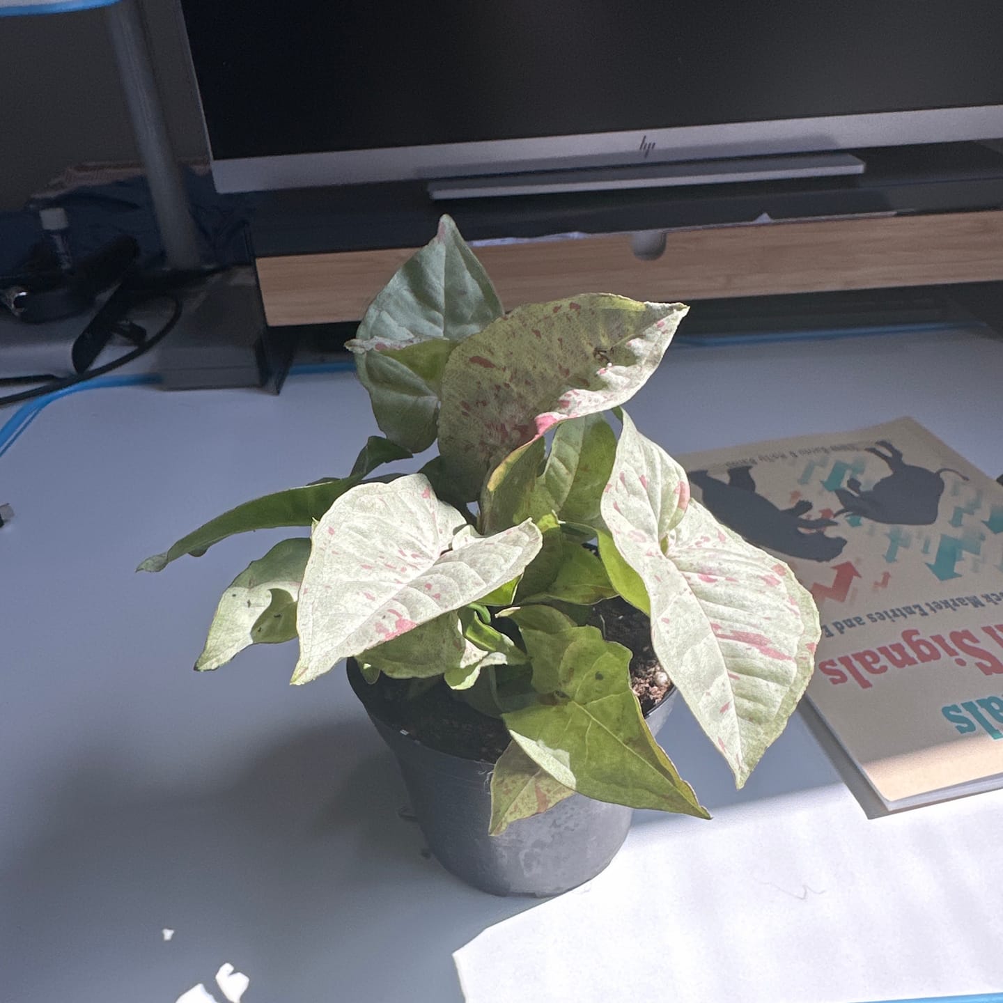 Customer photo review of Syngonium podophyllum 'Milk Confetti'