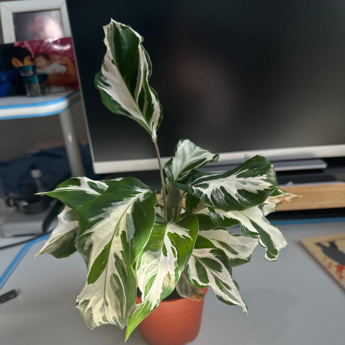Customer photo review of Calathea 'Stella'