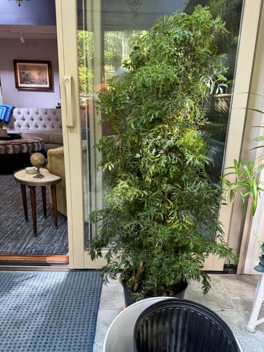 Customer photo review of Large Ming Aralia