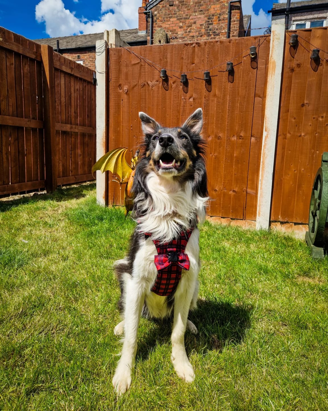 Customer photo review of Bow Tie - The Red Tartan One