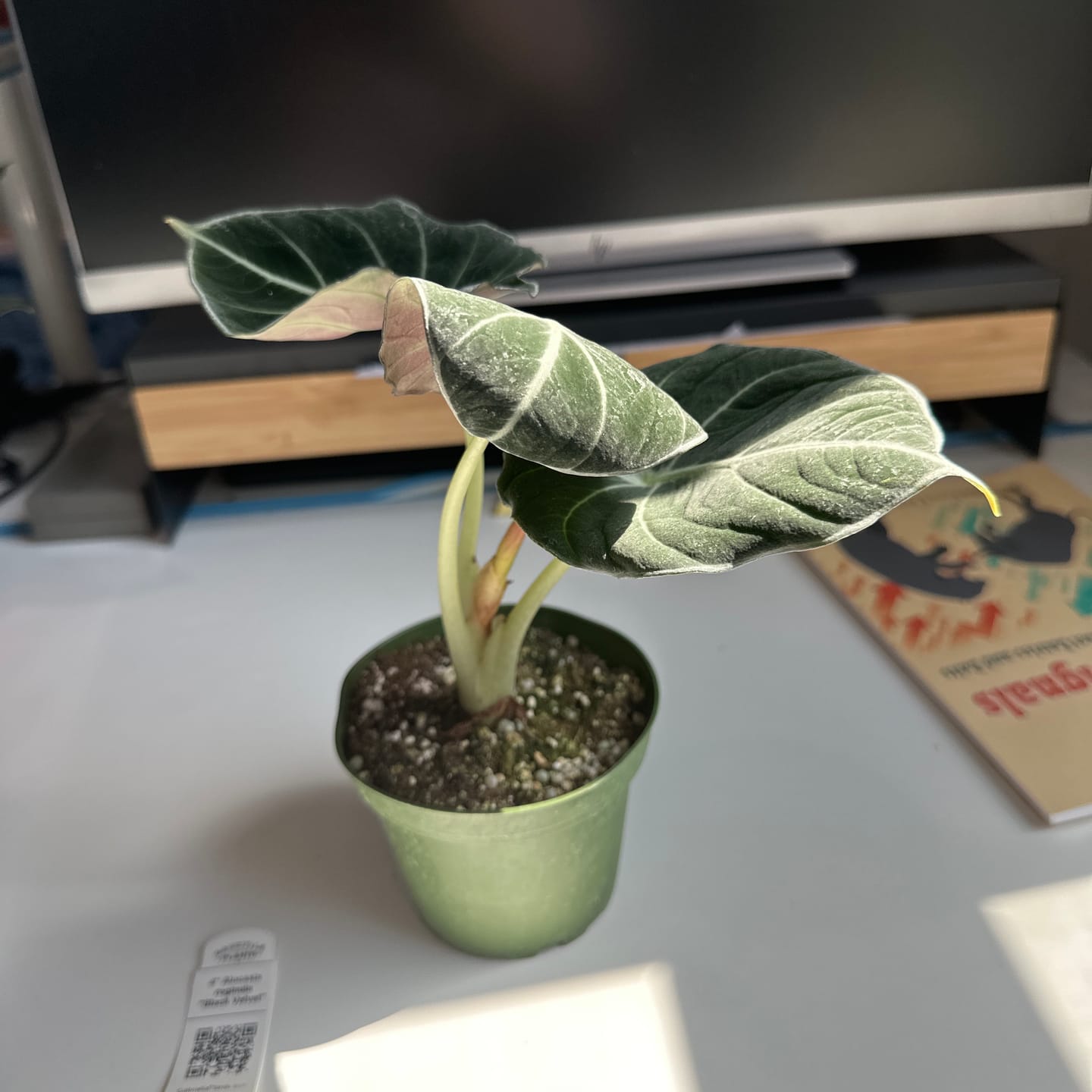 Customer photo review of Alocasia reginula "Black Velvet"