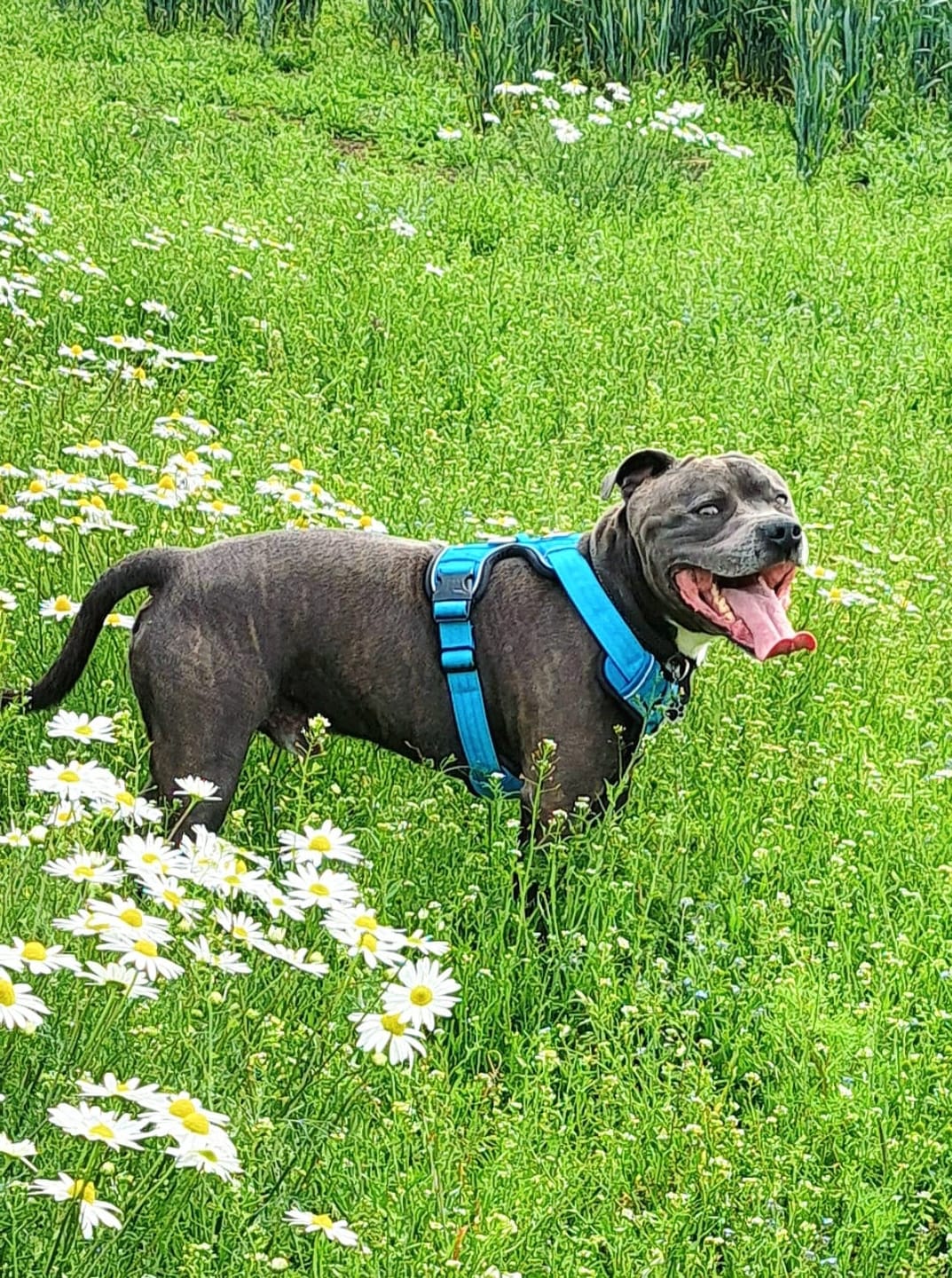 Customer photo review of Premium Comfort Harness | Non Restrictive & Adjustable - Light Blue