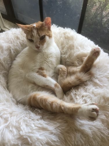 Customer photo review of Flaked Variety Pack, 2.8-oz, Case of 12