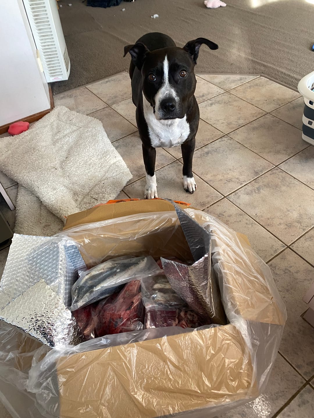 Customer photo review of Chicken Hearts 500g