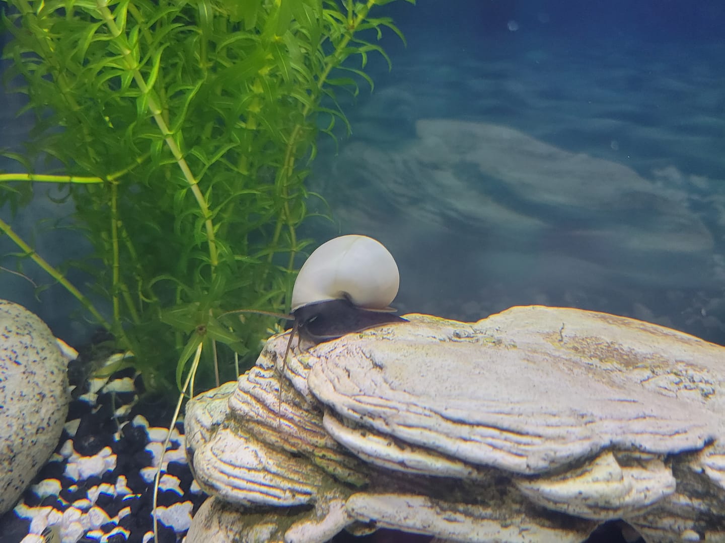 Customer photo review of Blue Mystery Snail