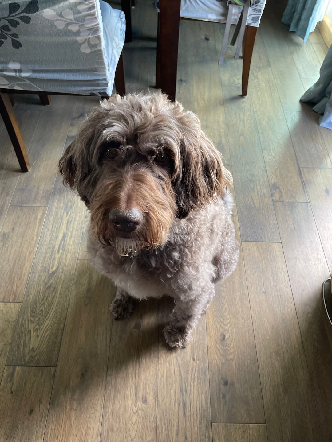 Customer photo review of Original Pet Grooming Vacuum Kit