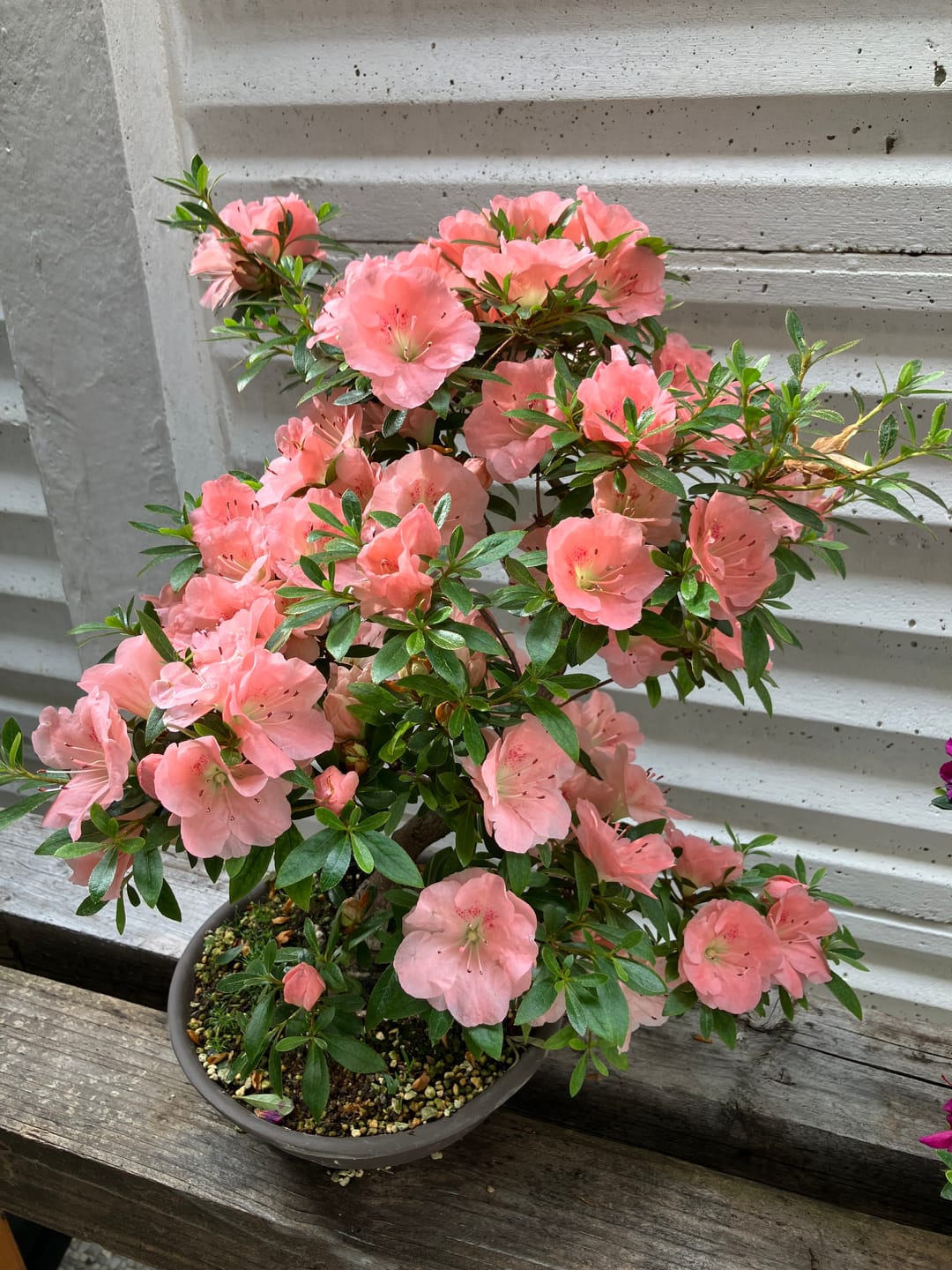 Customer photo review of NEO CB®