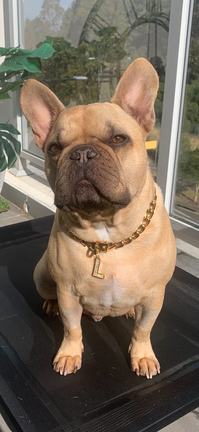 Customer photo review of Gold Chain Dog Collar 20mm