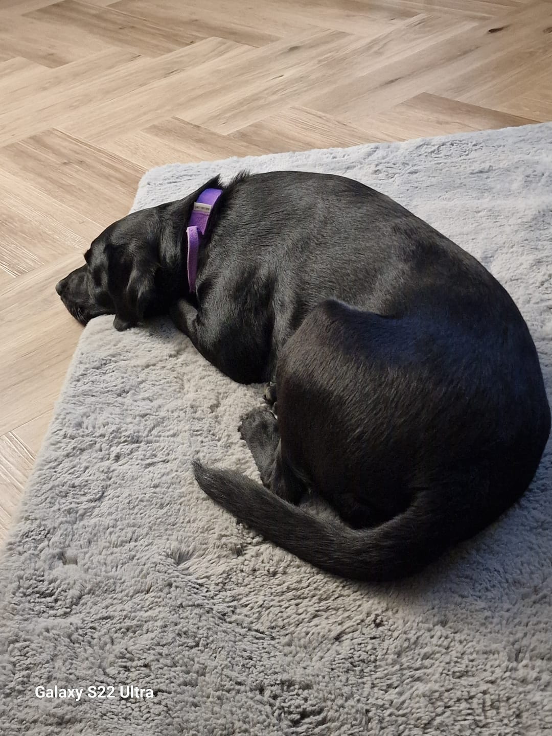 Customer photo review of 2.5cm Combat® Collar | With Handle & Rated Clip - Khaki v2.0