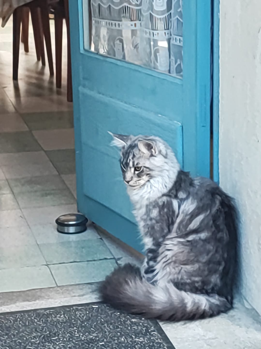 Customer photo review of Emincés au poulet (chaton)