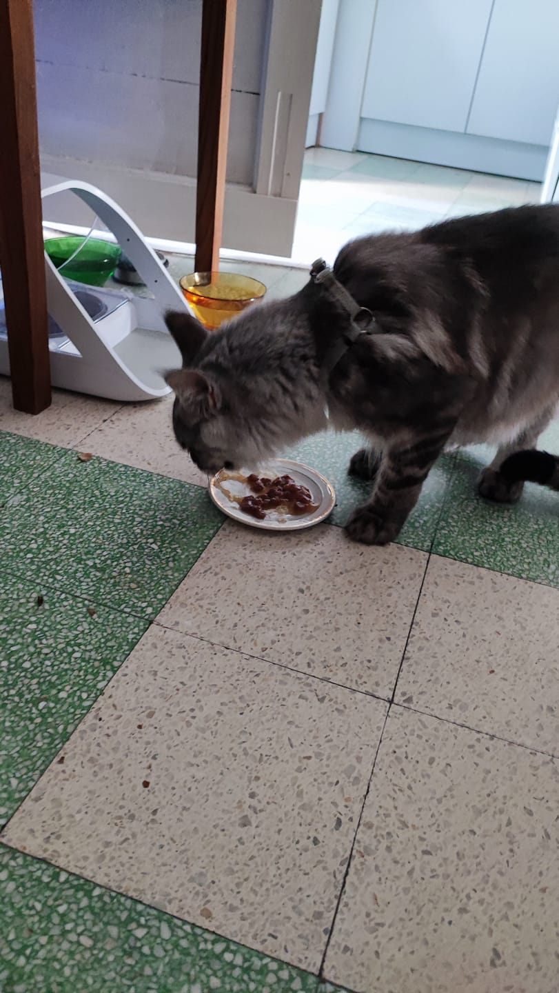 Customer photo review of Emincés au poulet (chaton)