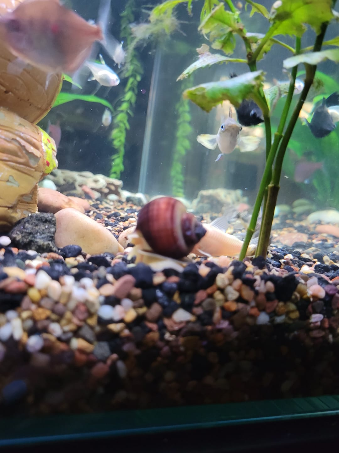 Customer photo review of Magenta Mystery Snail