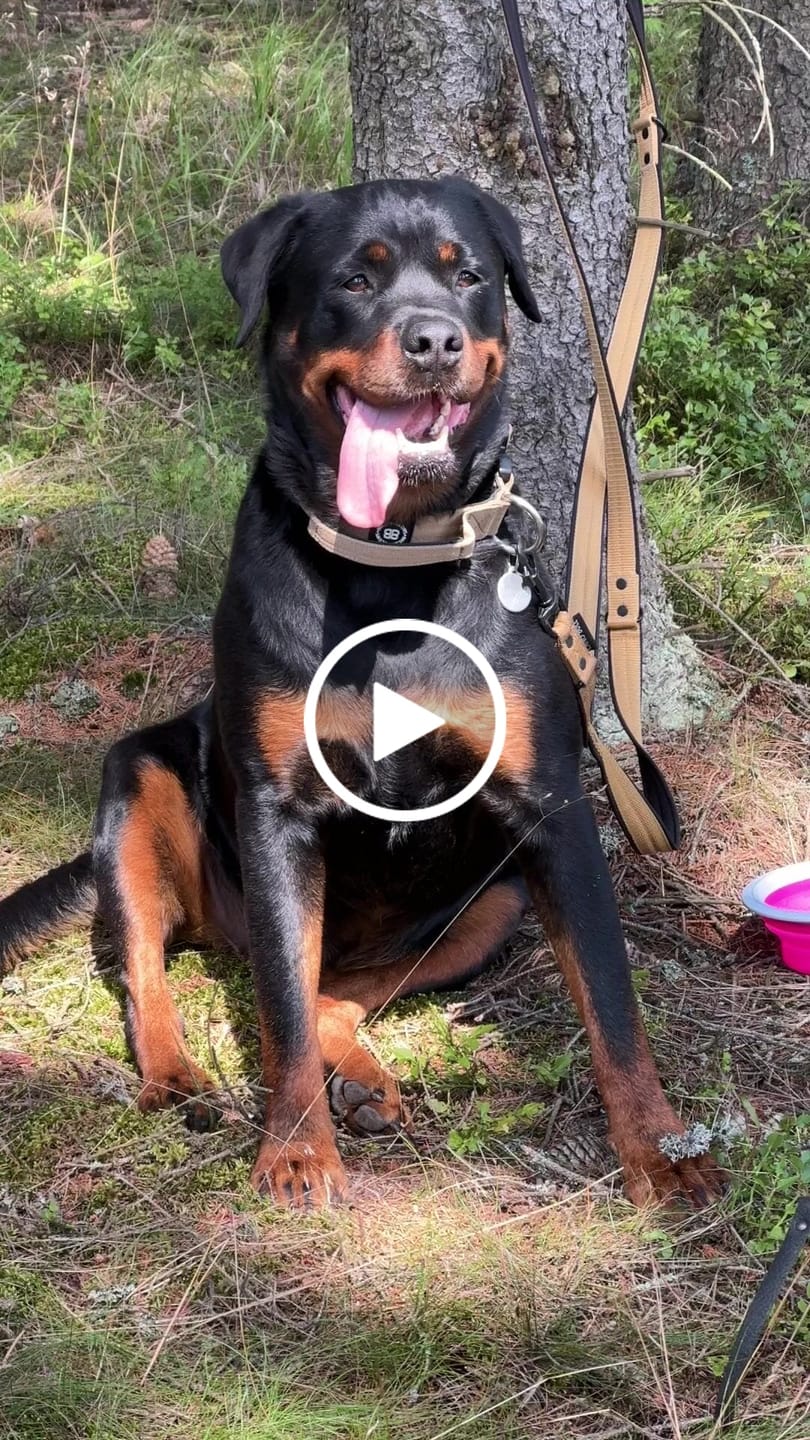 Customer video review of 4cm Combat® Collar | With Handle & Rated Clip - Military Tan v2.0