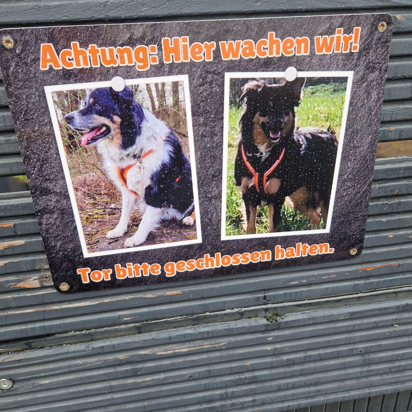 Customer photo review of Hunde-Türschild personalisiert mit Foto & Text (UV- und wetterfest)