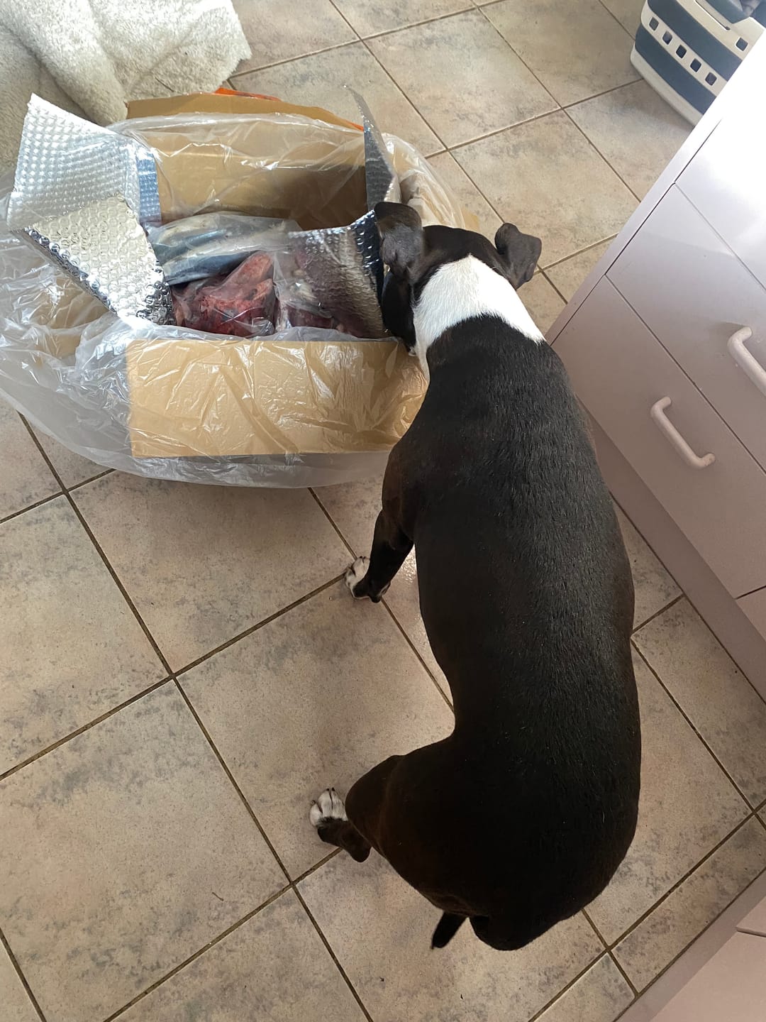 Customer photo review of PRIMAL WILD PROTEIN - Raw Superfood Mix for Dogs