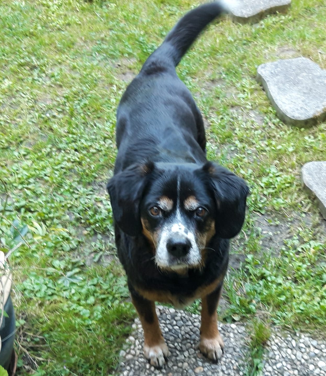 Customer photo review of Pâtées riches en volaille& aux petits pois (chien âgé)