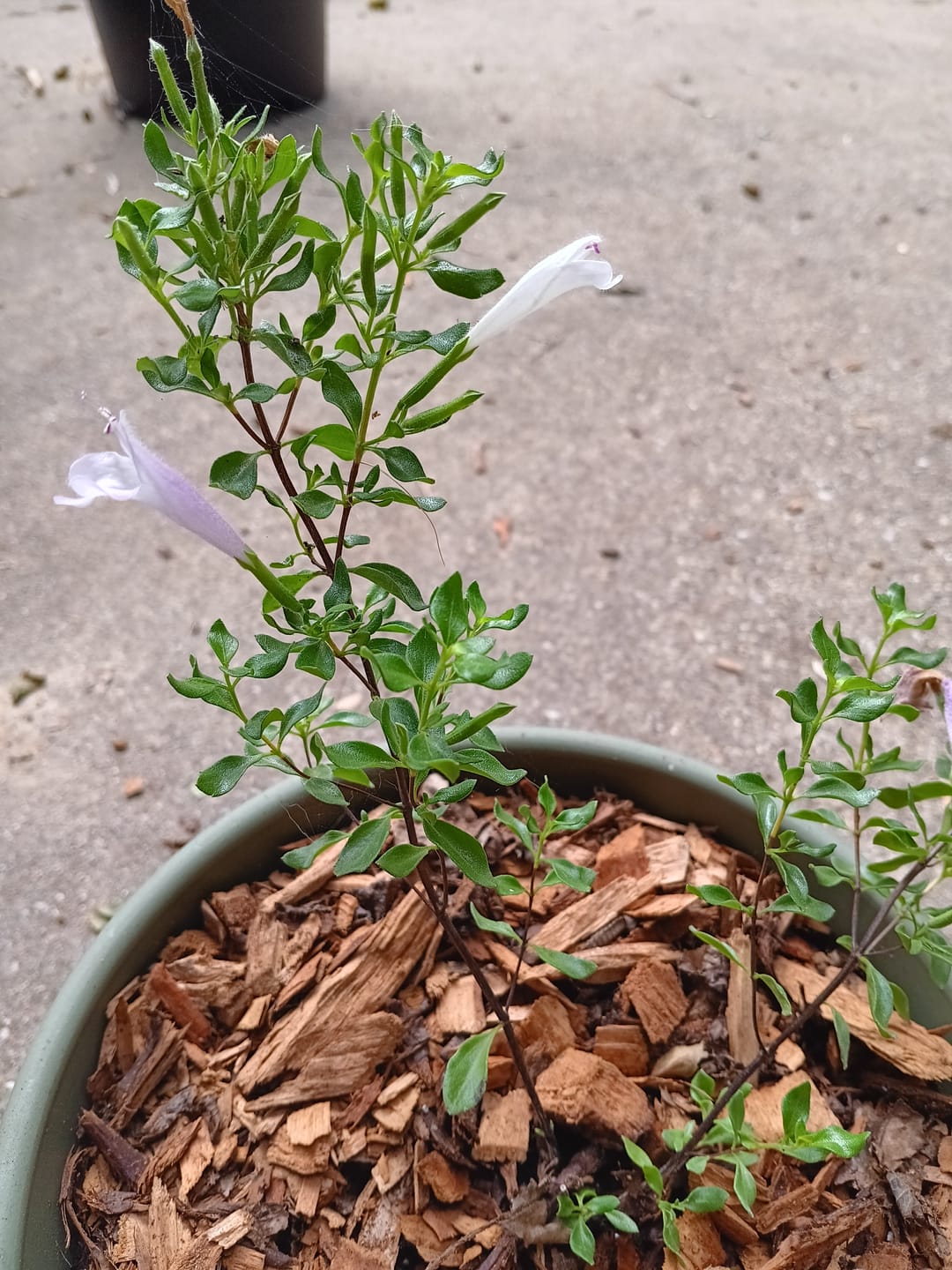 Customer photo review of Mexican Oregano