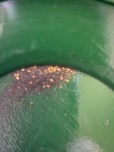 Customer photo review of 5 Lb. Rich Gold Paydirt Unsearched Concentrate
