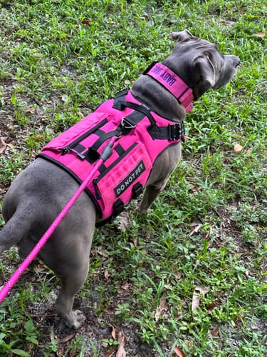 Customer photo review of Pink Bully Proof Collar