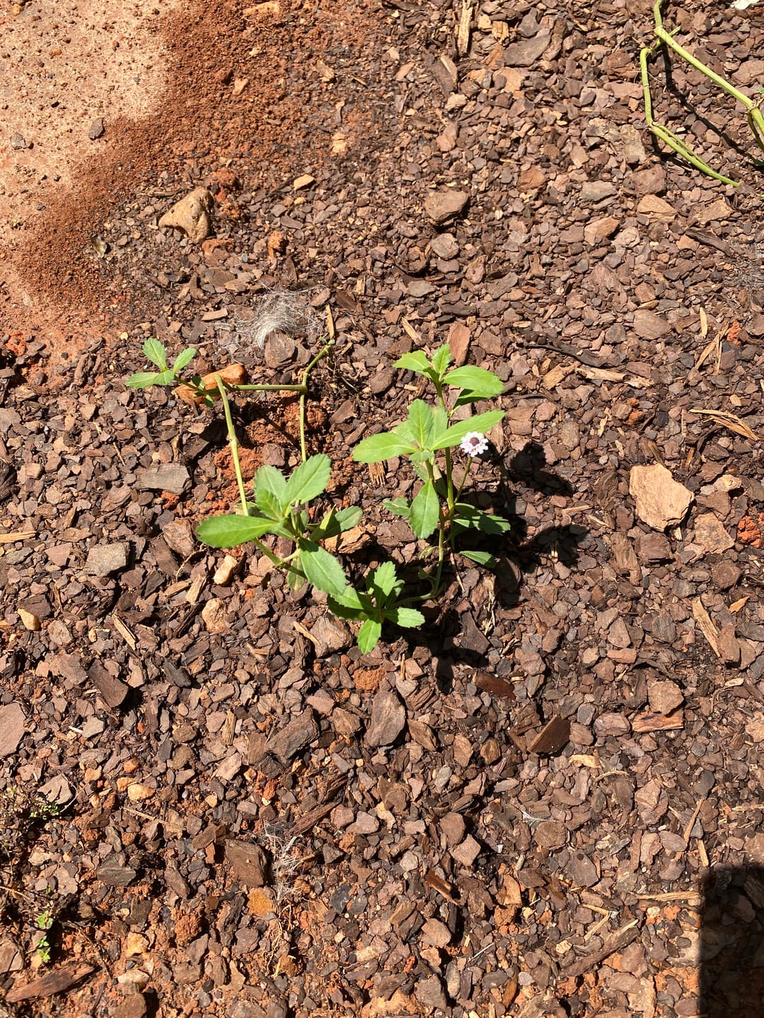 Customer photo review of Frogfruit
