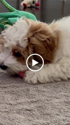 Customer video review of STRAWBERRY YAK CHEWS