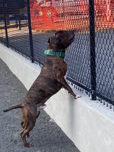 Customer photo review of Green Bully Proof Collar