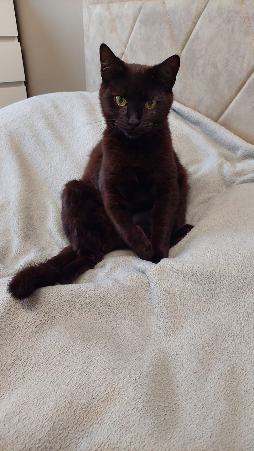 Customer photo review of Hypoallergenic ActiWet konservi kaķiem ar zivi
