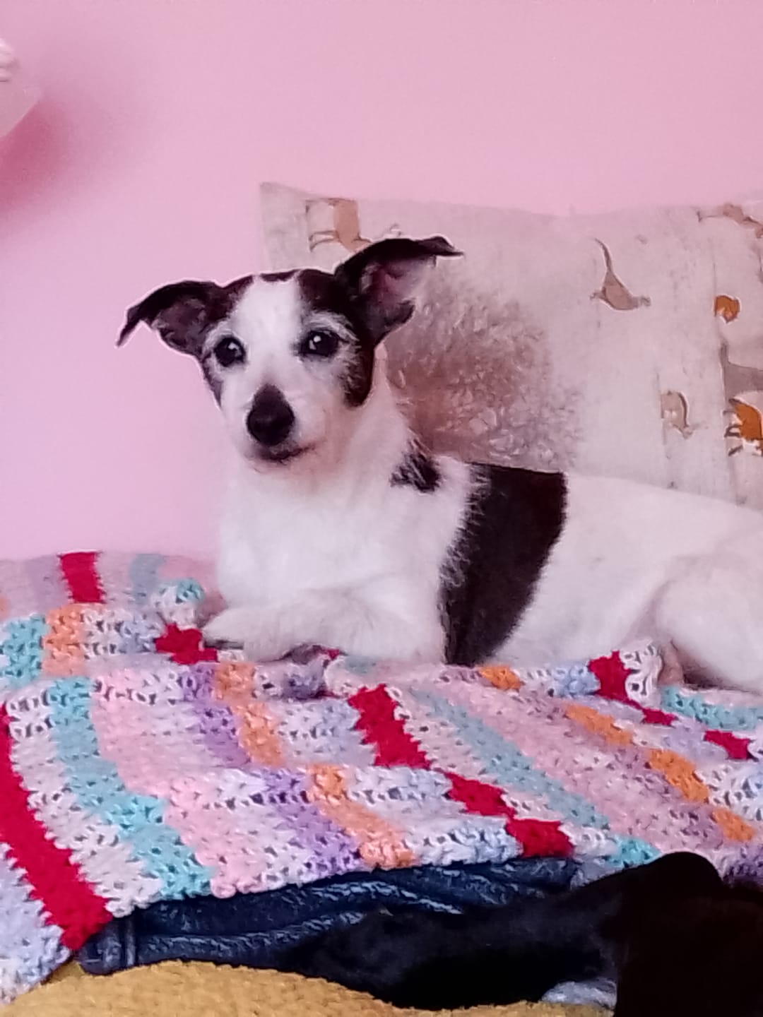 Customer photo review of Itch Relief Treats