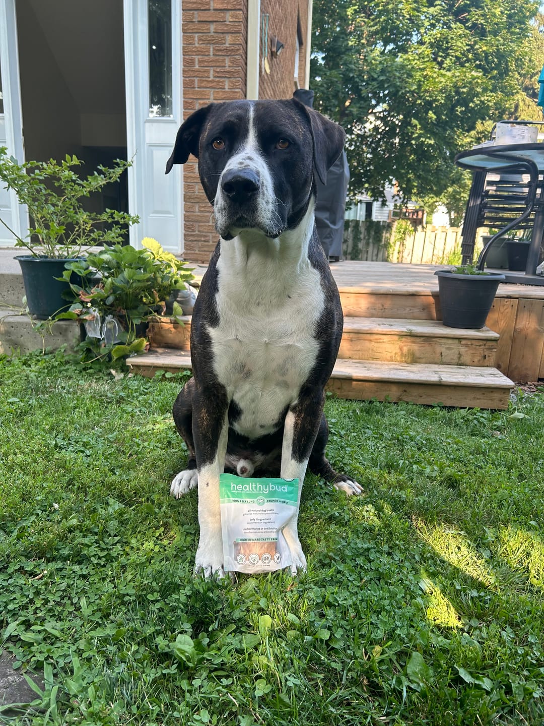 Customer photo review of Beef Lung Wafers
