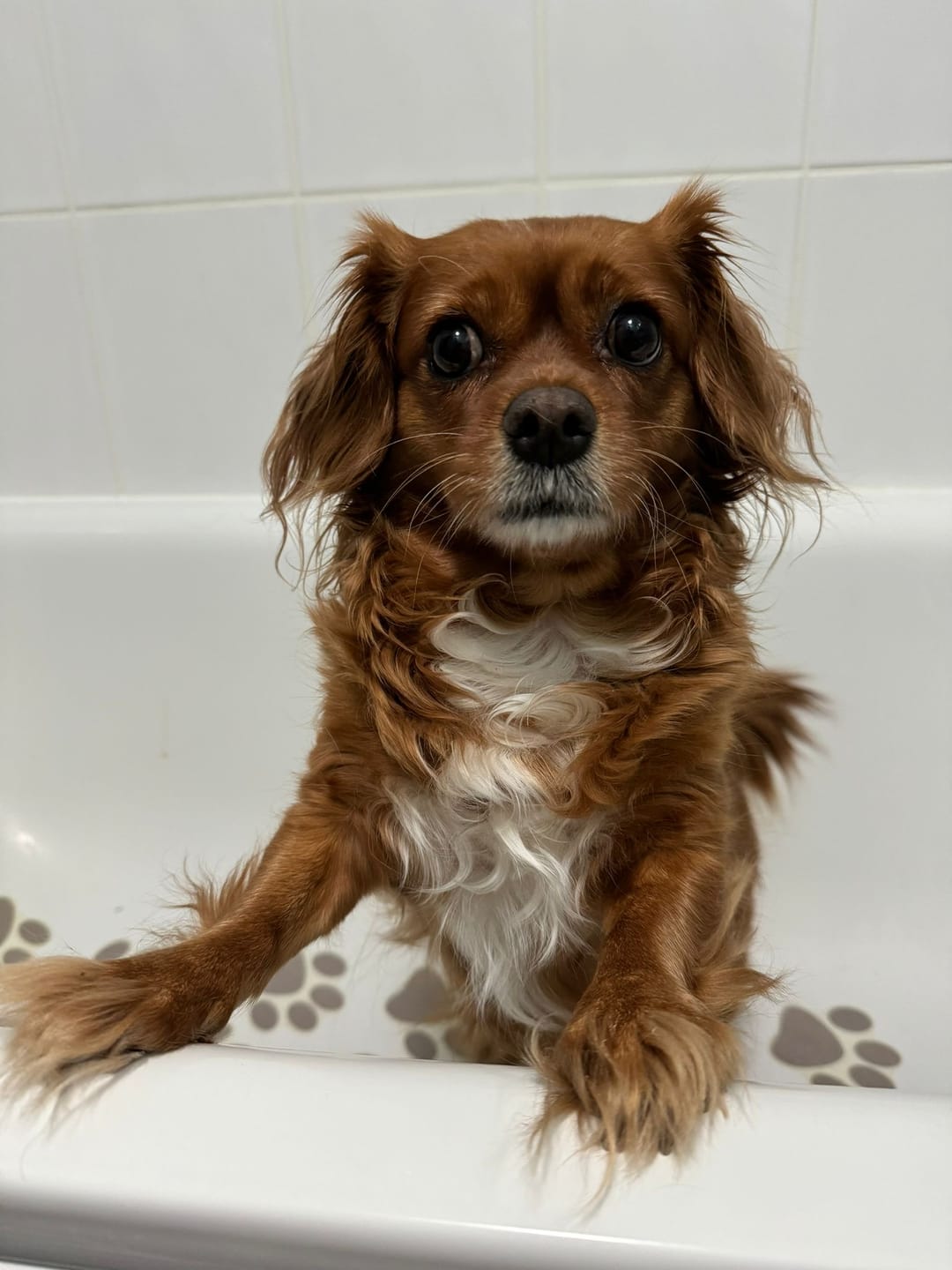 Customer photo review of Lavender & Chamomile 4 in 1 Calming Dog Shampoo