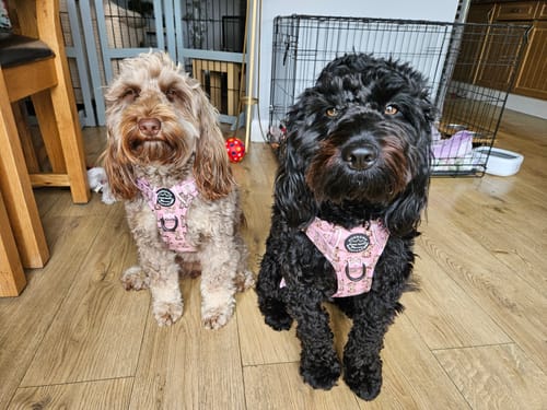 Customer photo review of Tough Trails™ Harness - Little Gigi