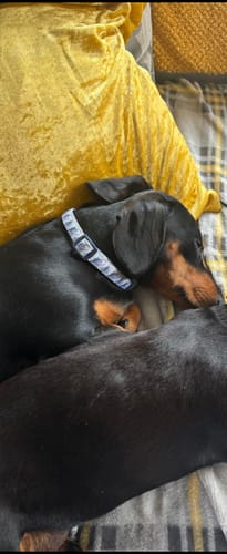 Customer photo review of Disney© Collar - Eeyore