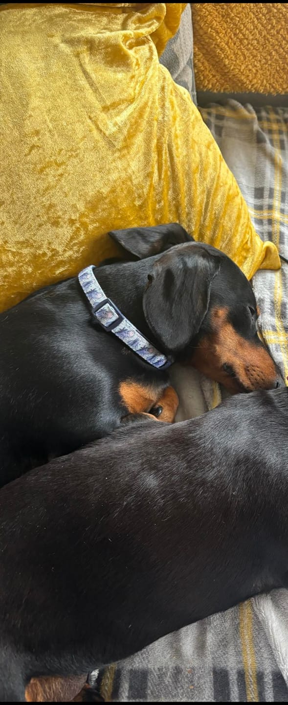 Customer photo review of Disney© Collar - Eeyore
