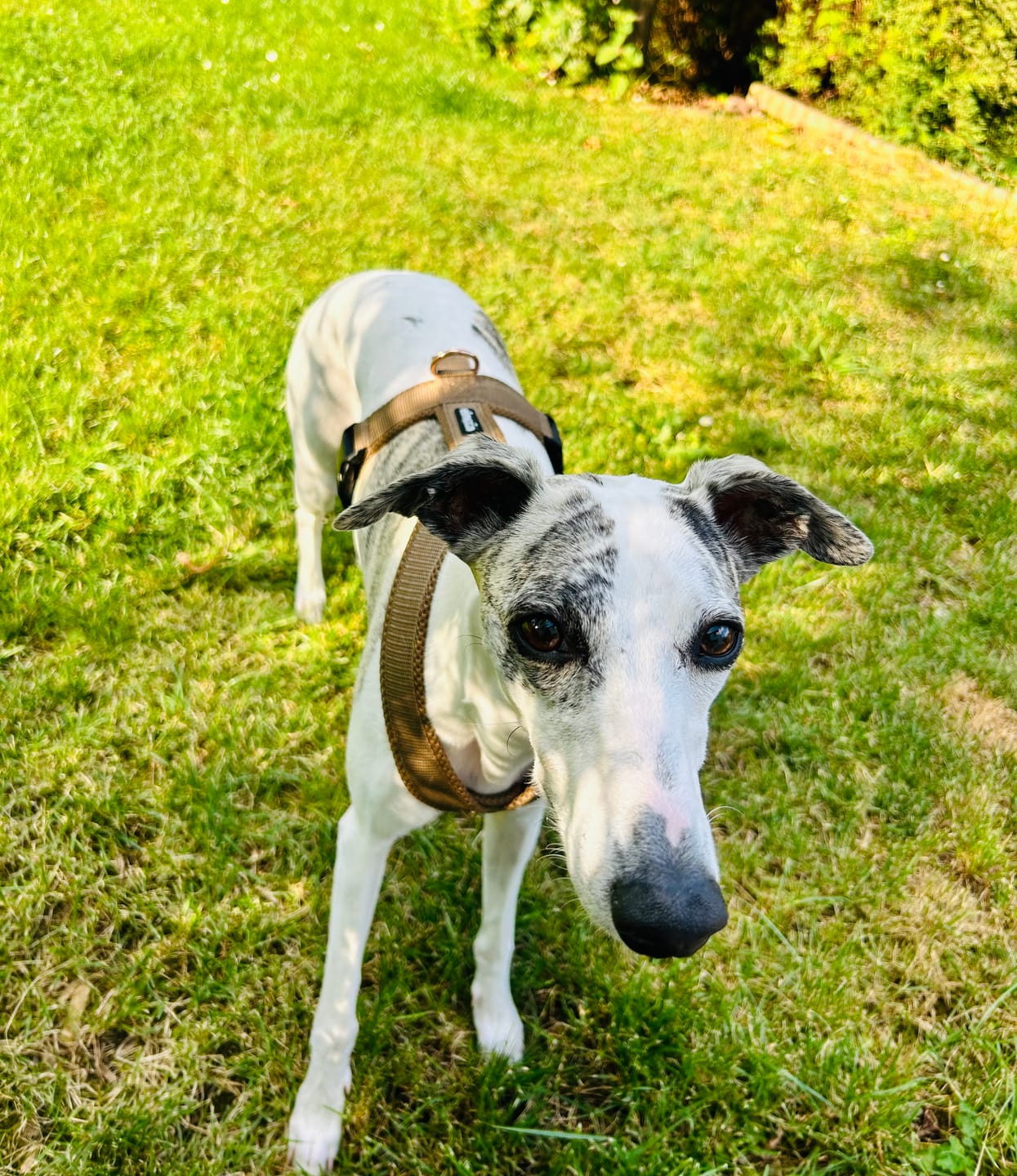 Customer photo review of Hundegeschirr FUN "Golden Sand"
