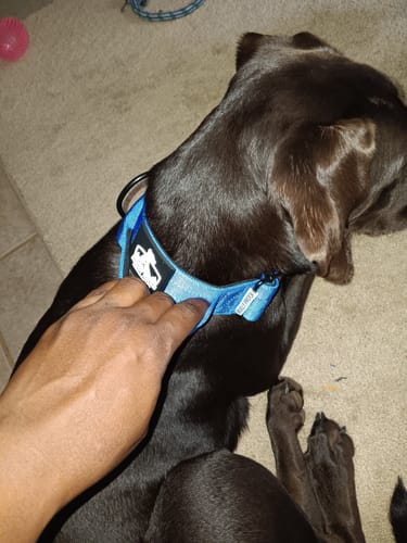 Customer photo review of Blue Bully Proof Collar
