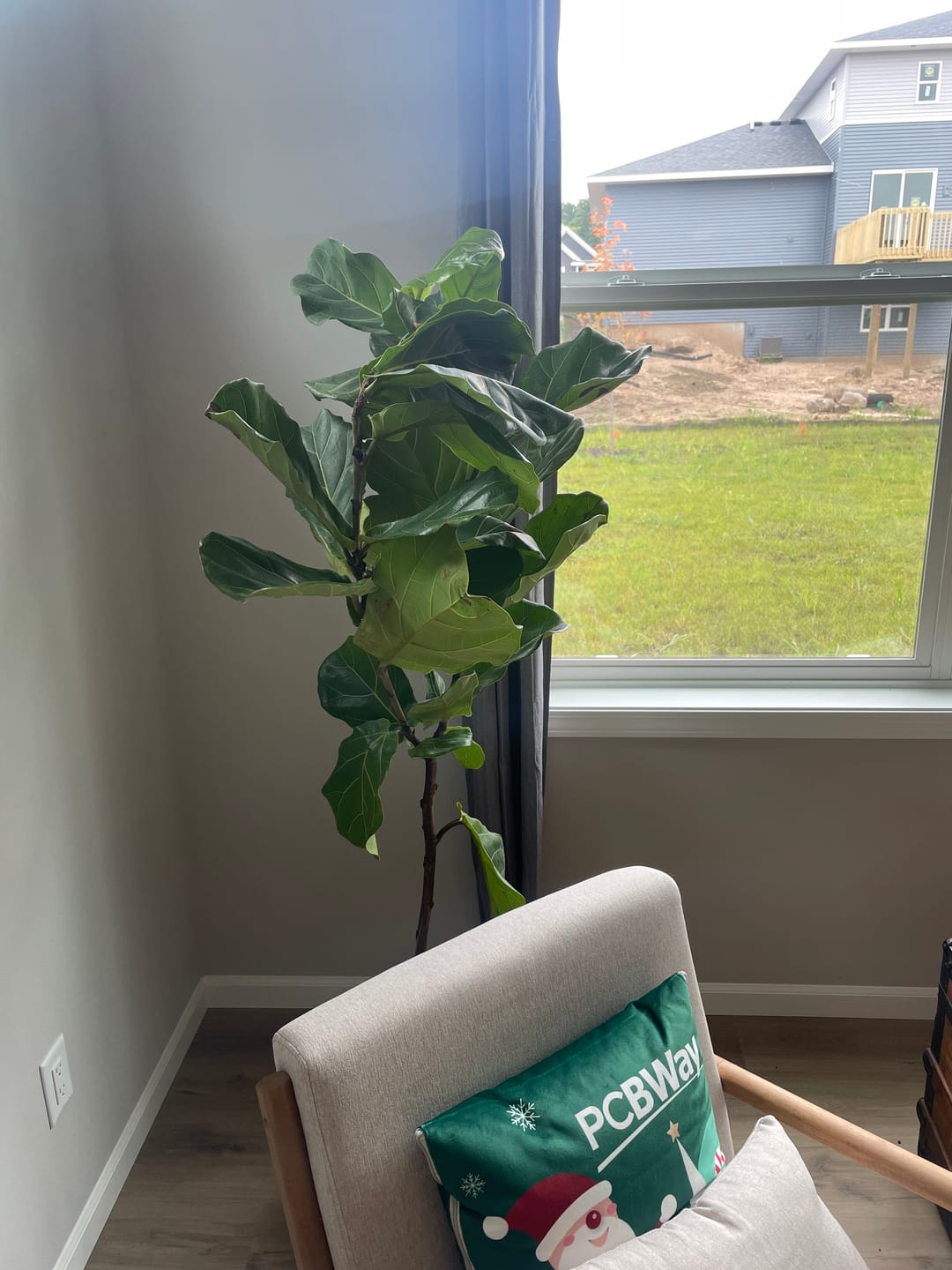 Customer photo review of Fiddle Leaf Fig (Ficus Lyrata)