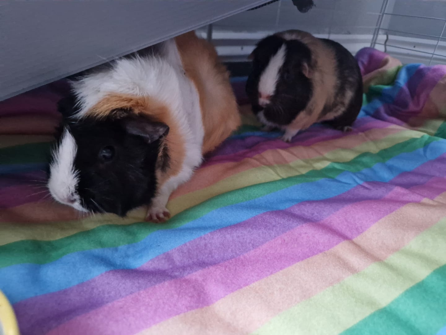 Customer photo review of Set of 2 Fleece Liners | Radiant Rainbow