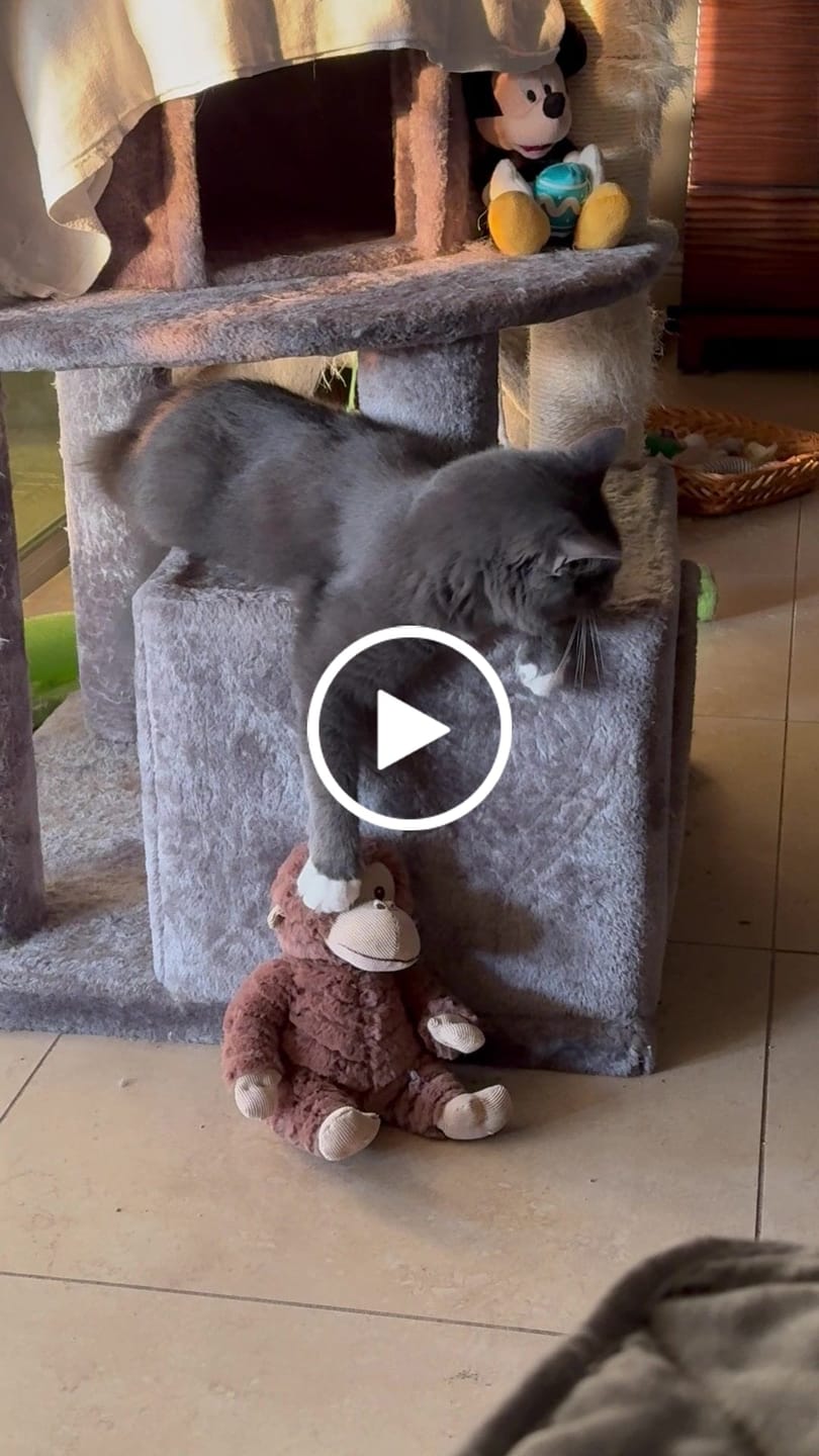 Customer video review of Royal Canin Veterinary Diet - Urinary SO + Calm Dry Cat Food