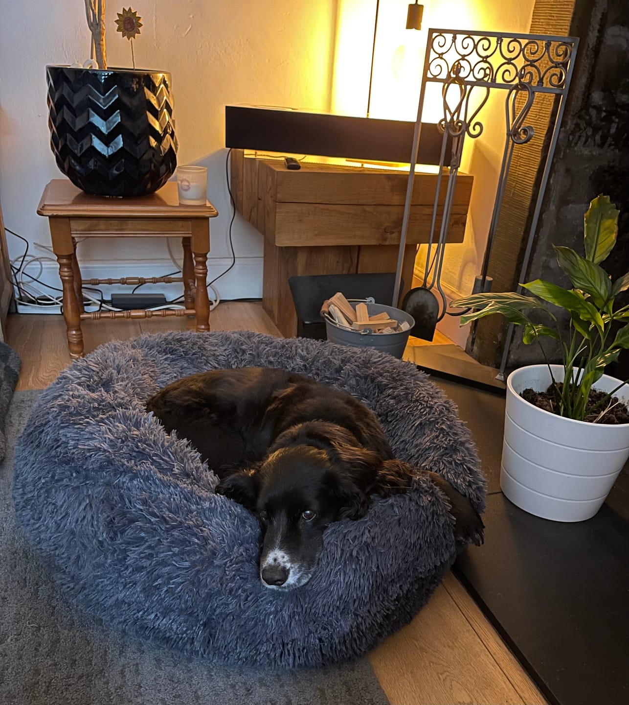 Customer photo review of Calming Dog Bed