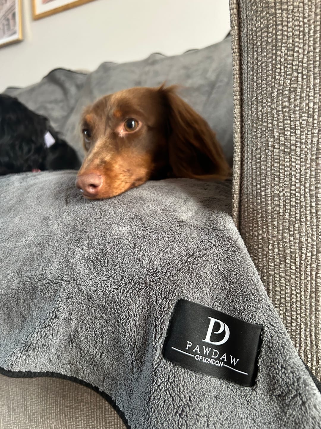 Customer photo review of Luxury Throw & Dog Blanket