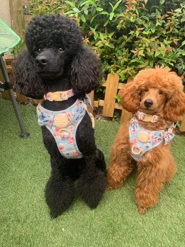 Customer photo review of Disney© Tough Trails™ Harness - Winnie The Pooh