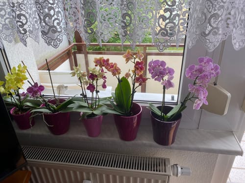 Customer photo review of Table Dance Orchideen Farbmix mit 3+ Stielen im 3er Set
