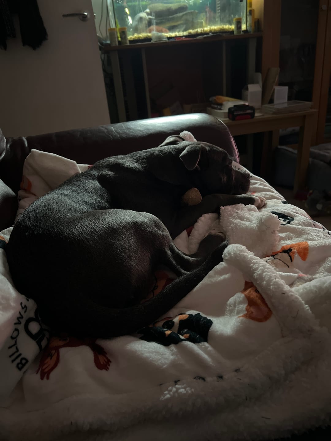Customer photo review of Luxury BullyBillows Dog & Human Blanket