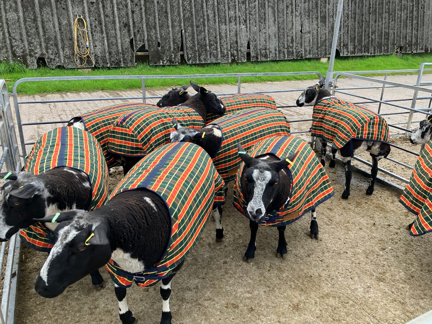 Customer photo review of Travel & Show Sheep Coat