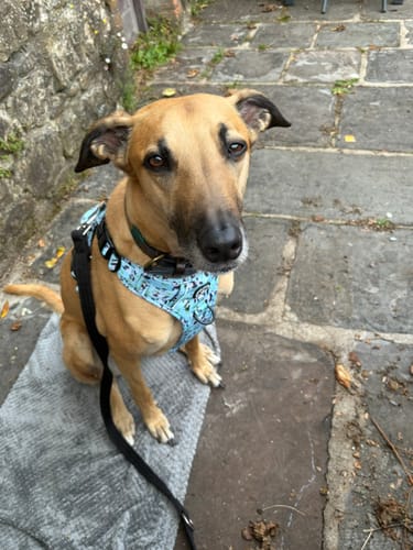 Customer photo review of Trail & Glow® Dog Harness - Panda-monium