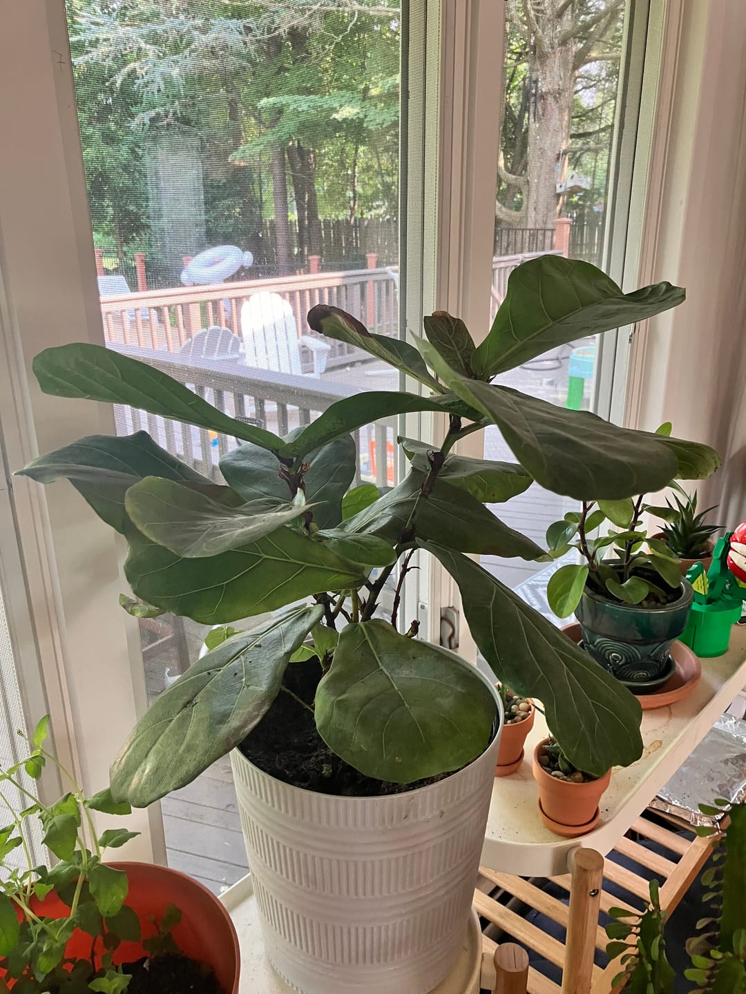Customer photo review of Fiddle Leaf Fig Guide
