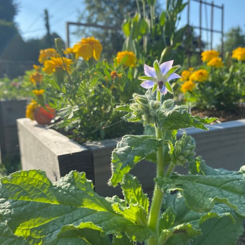 Customer photo review of Borage