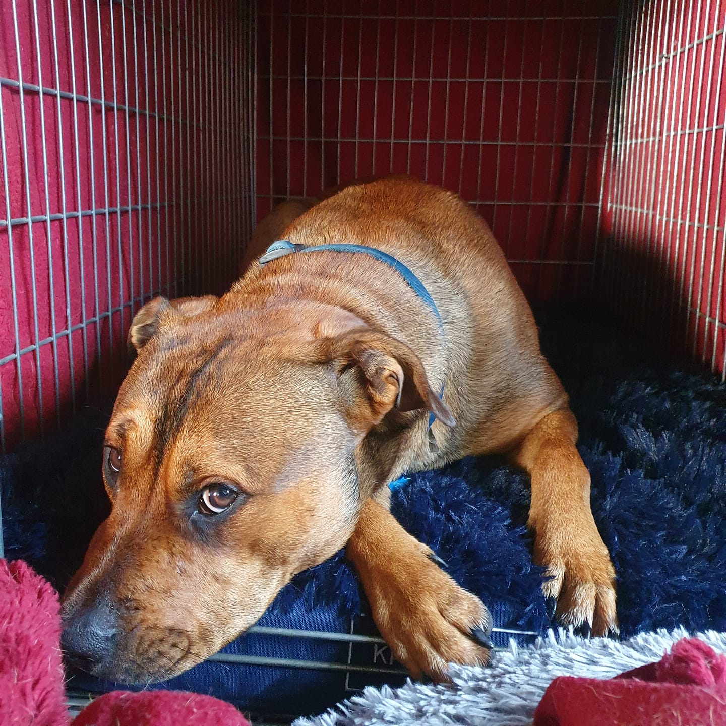 Customer photo review of Calming Cover for Kangaroo Crate Mat